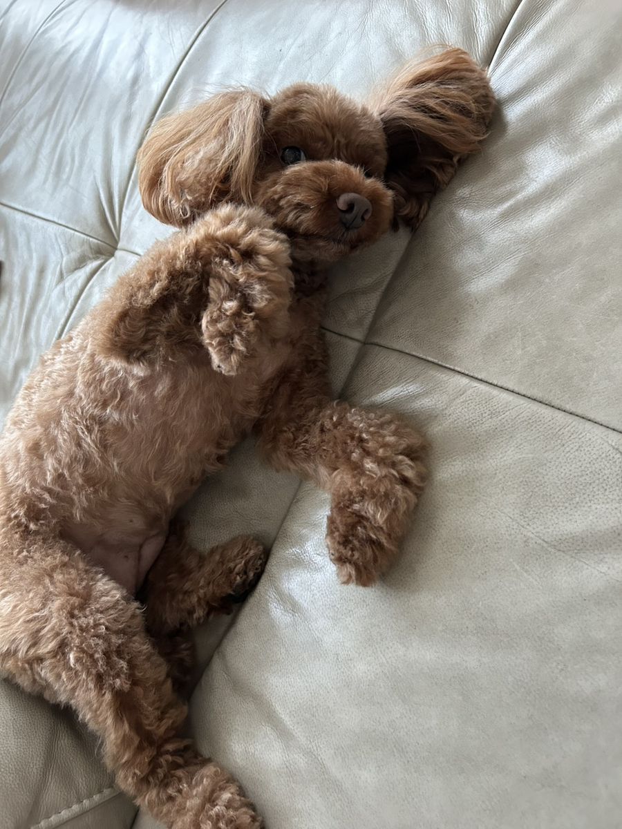 お腹撫でてのポーズ