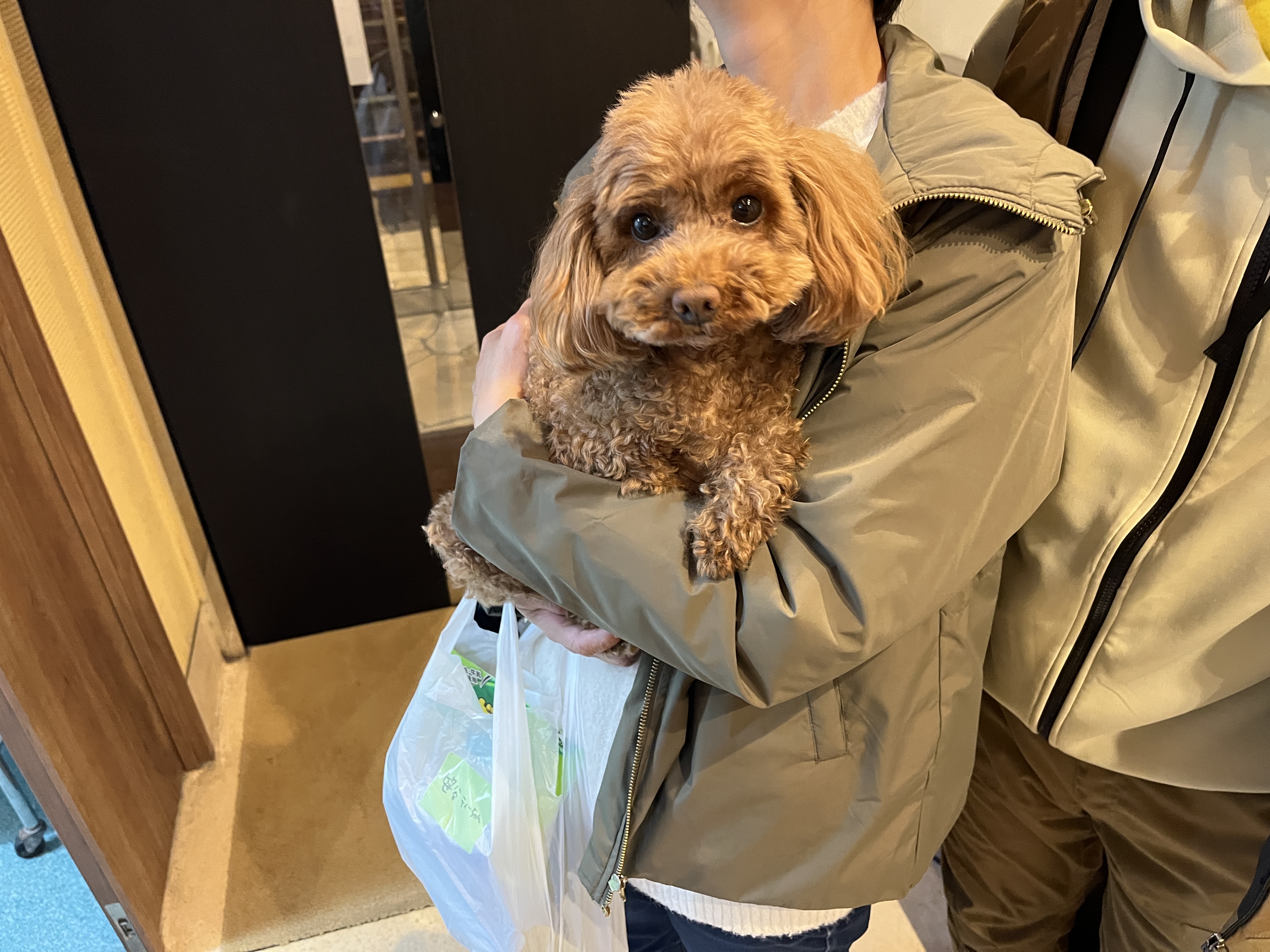 退院したティーちゃん